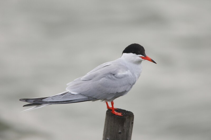 tern perched on a post