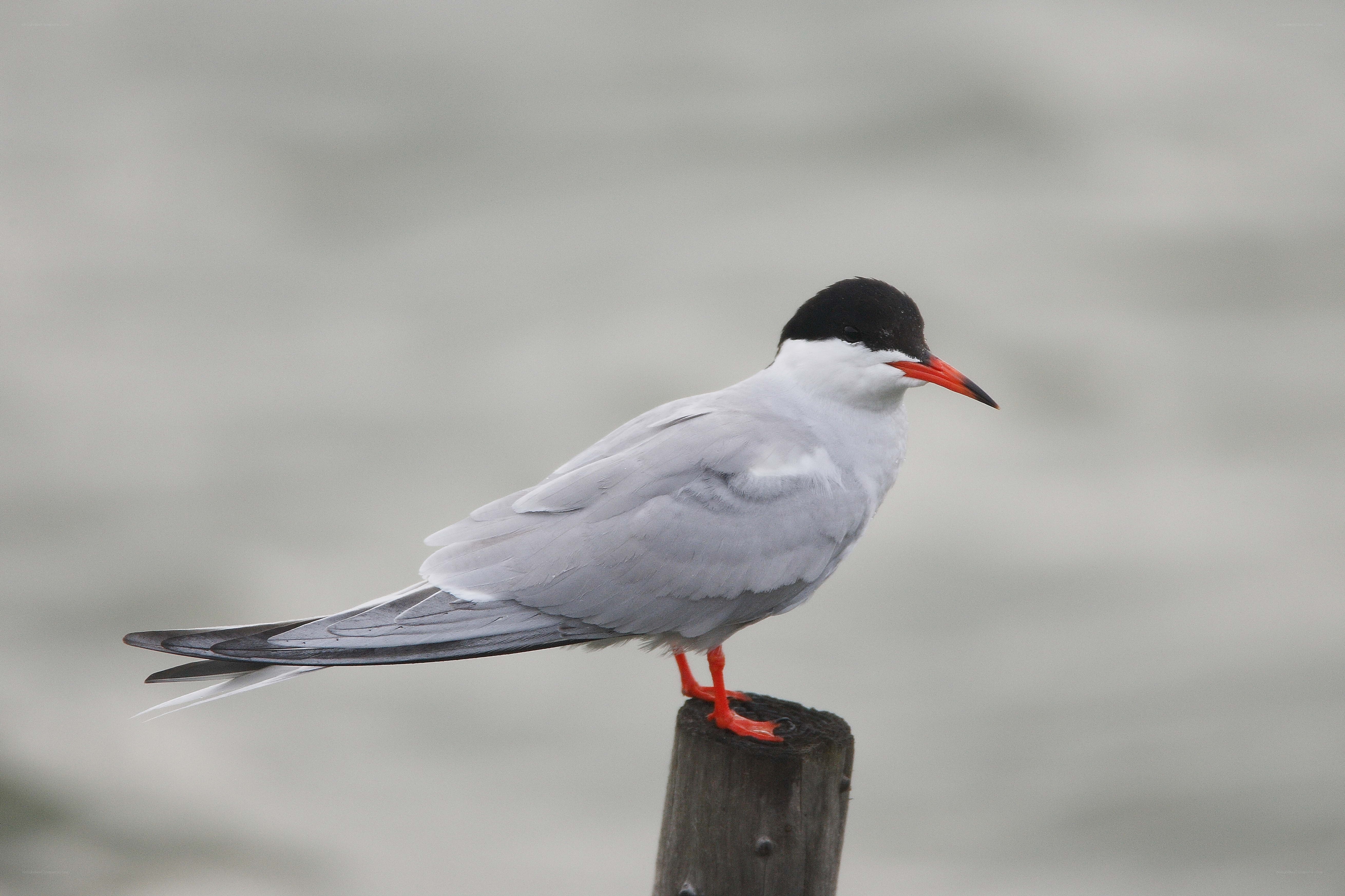 tern perched on a post