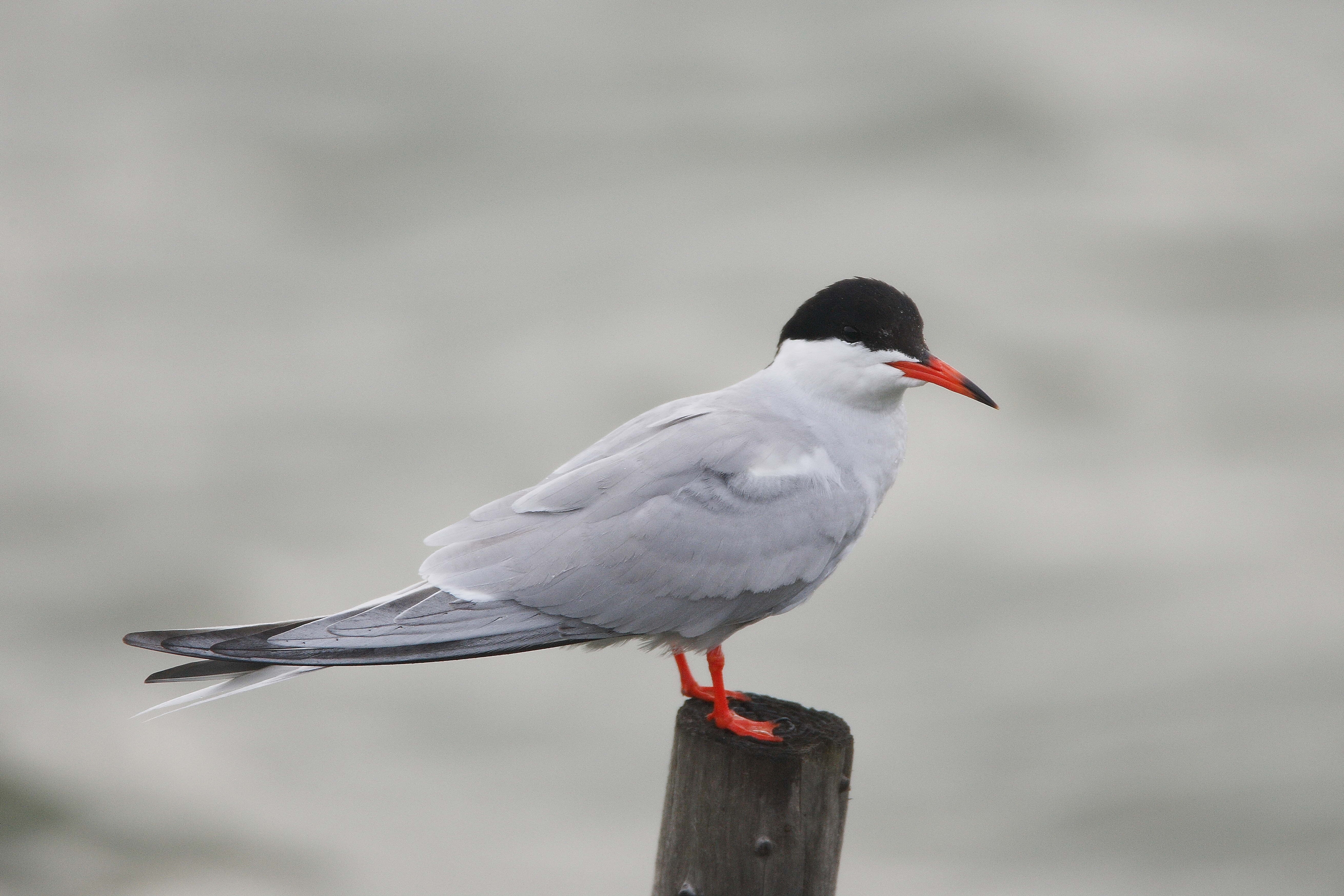 tern perched on a post