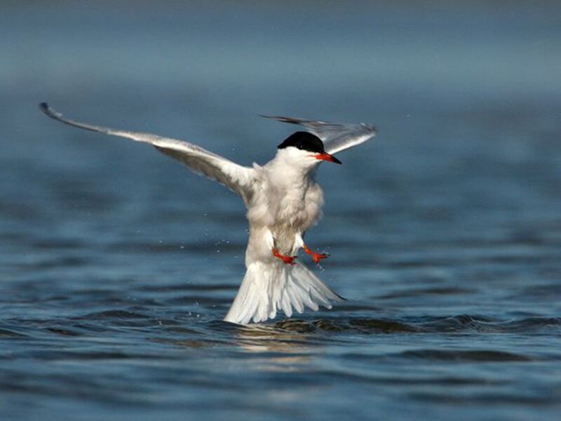 Tern Taking Off from Water