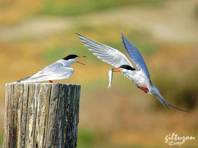 Terns feeding on a post
