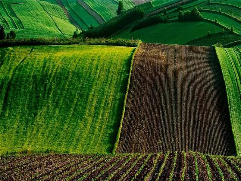 Terraced Farmland