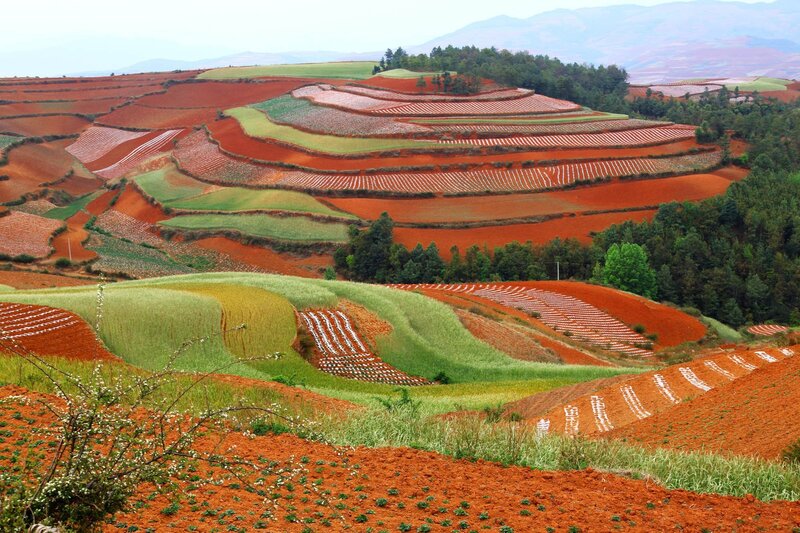 Terraced fields in red soil