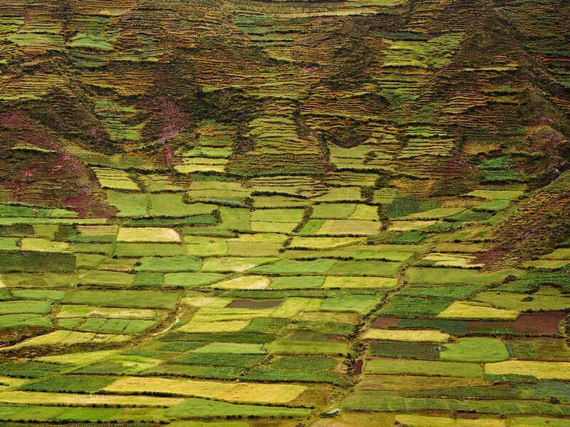 Terraced Fields on Hillside — Green, Serene