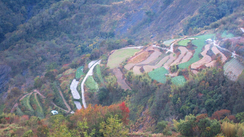 Terraced Fields on Hillside