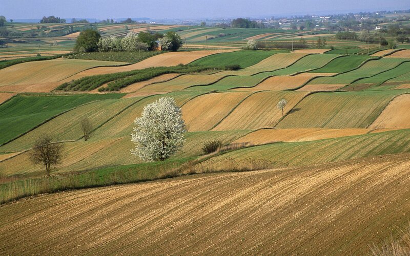 Terraced Fields with Blooming Trees