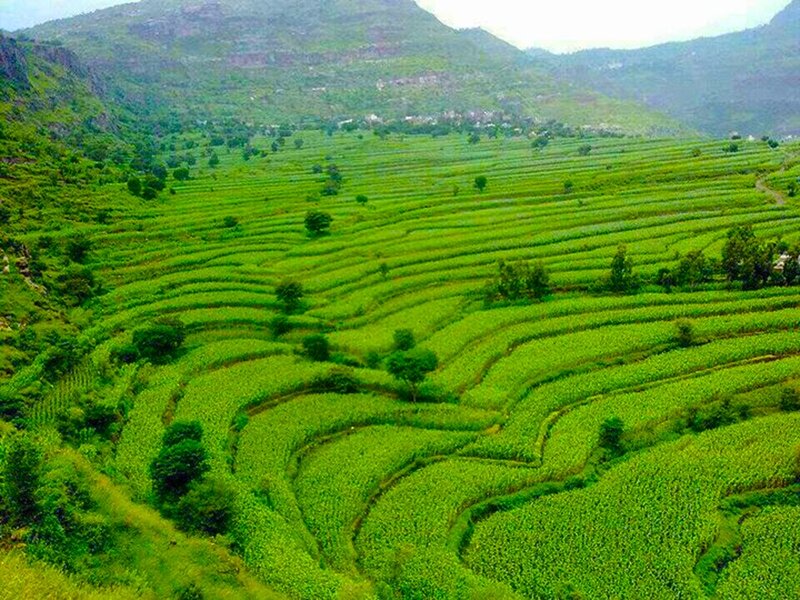 Terraced Green Fields