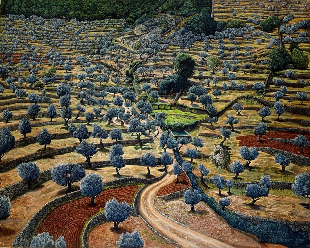 Terraced olive grove landscape