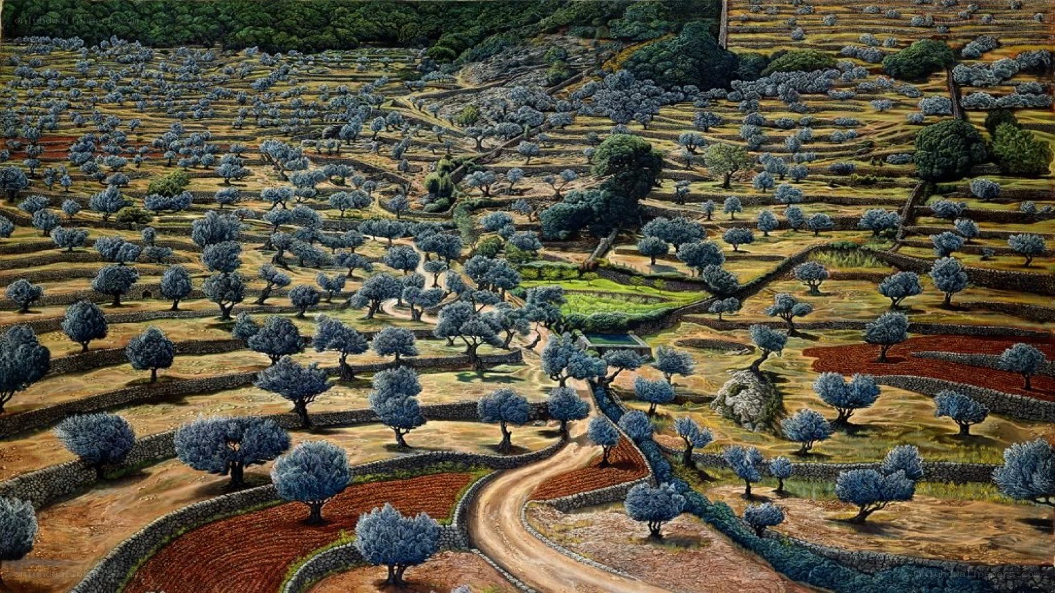 Terraced olive grove landscape