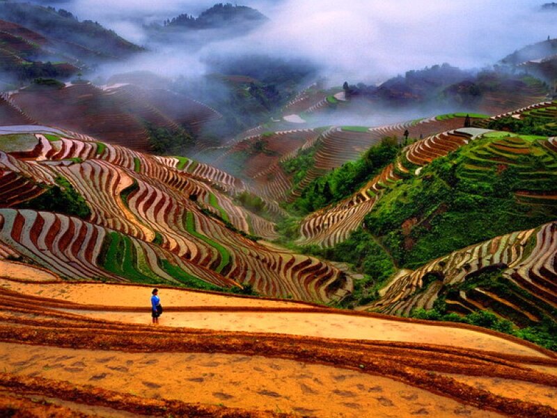 Terraced rice fields at dawn