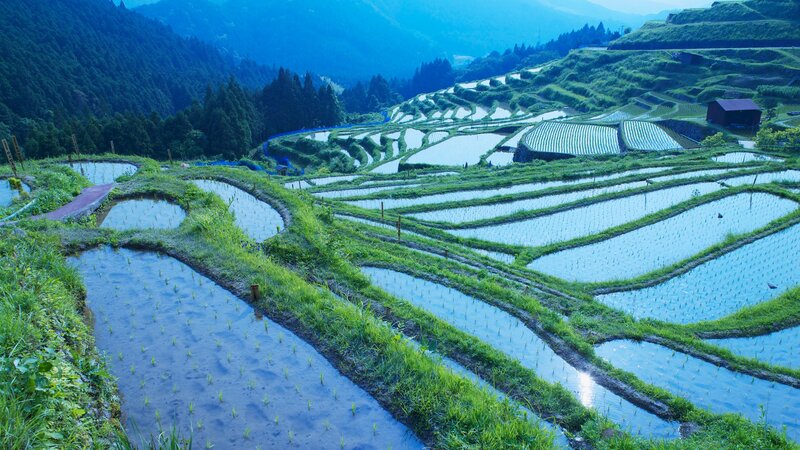 Terraced rice fields at dawn