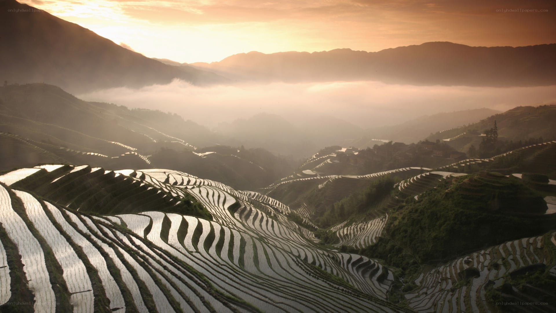 Terraced rice fields at sunrise