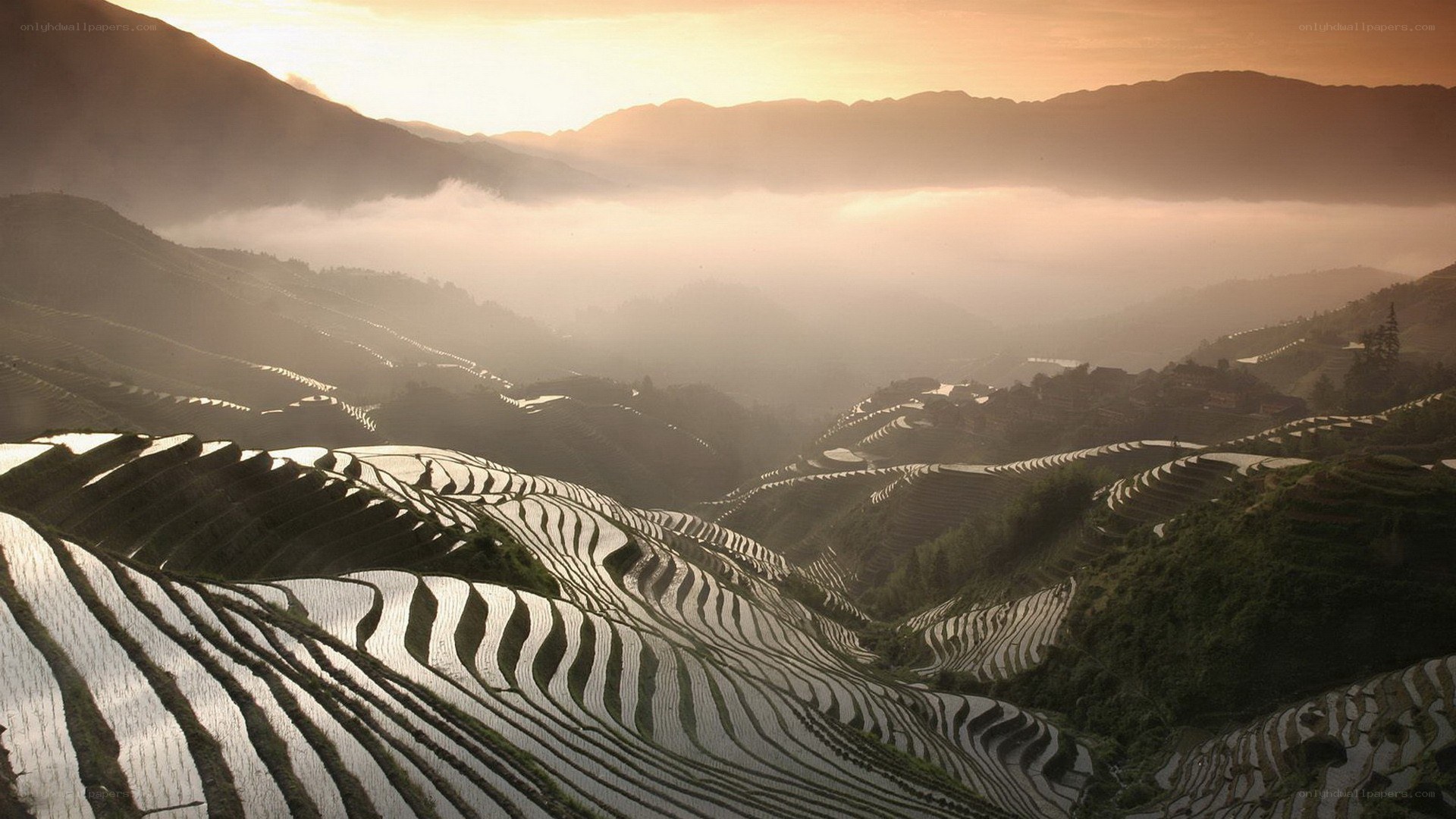 Terraced rice fields at sunrise