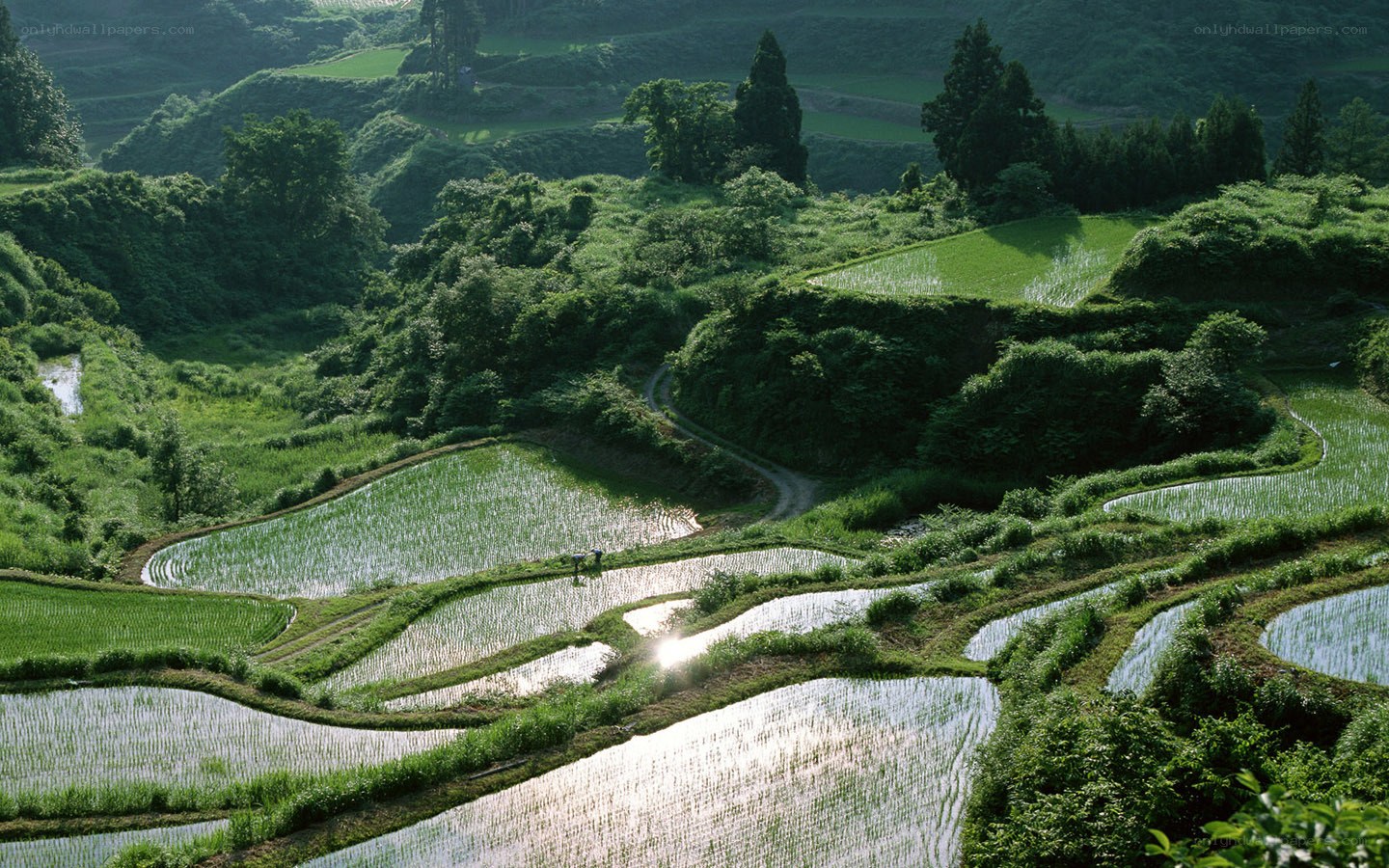 Terraced rice fields at sunrise