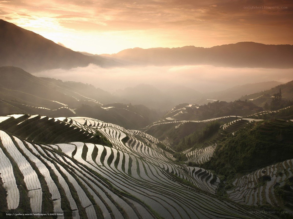 Terraced rice fields at sunrise