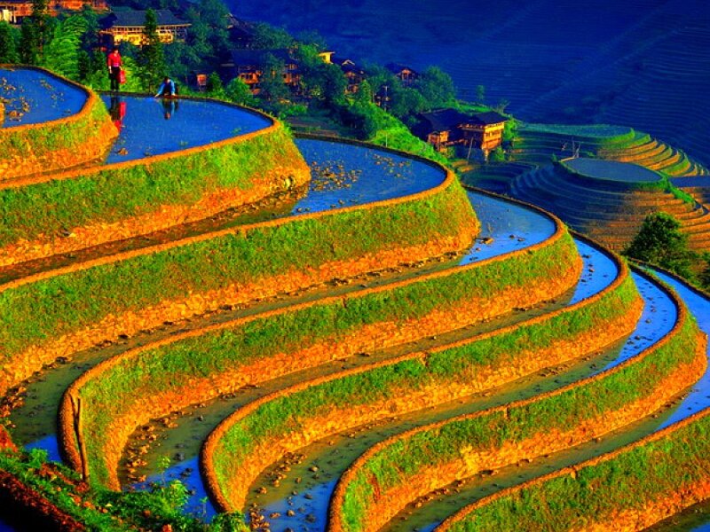 Terraced rice fields at sunset