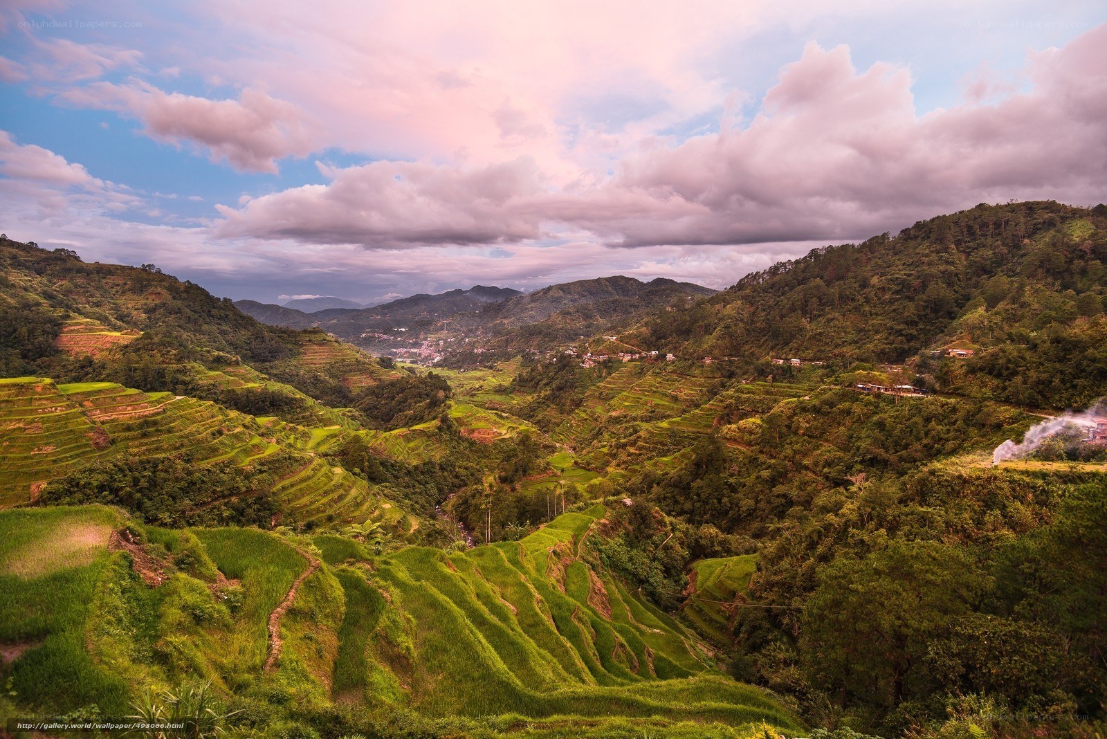 Terraced rice fields at sunset