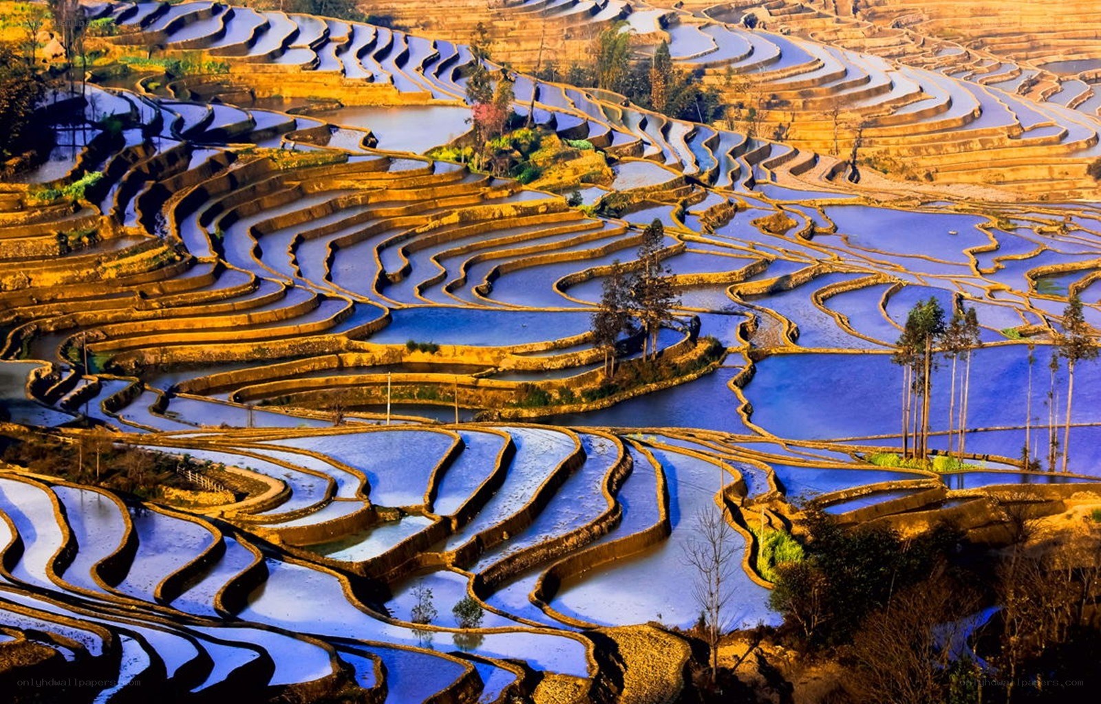 Terraced rice fields at sunset