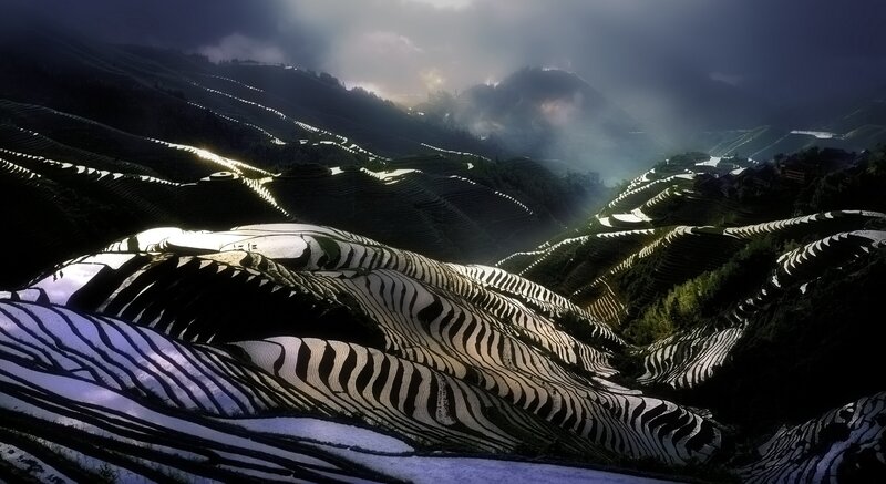 Terraced Rice Fields — Black, Dramatic