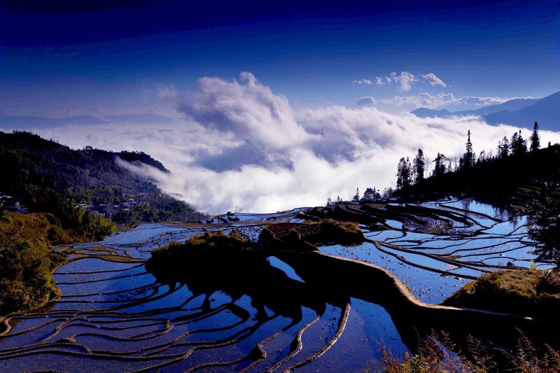 Terraced Rice Fields — Blue, Dramatic, Morning