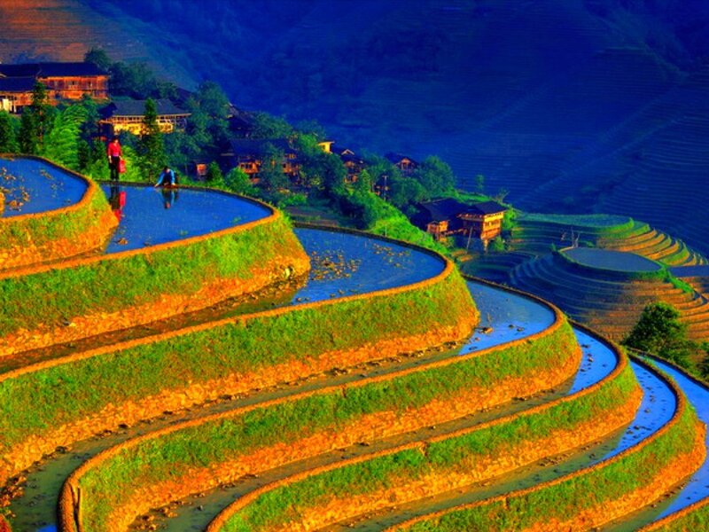 Terraced Rice Fields — Blue, Serene, Sunset, Photograph