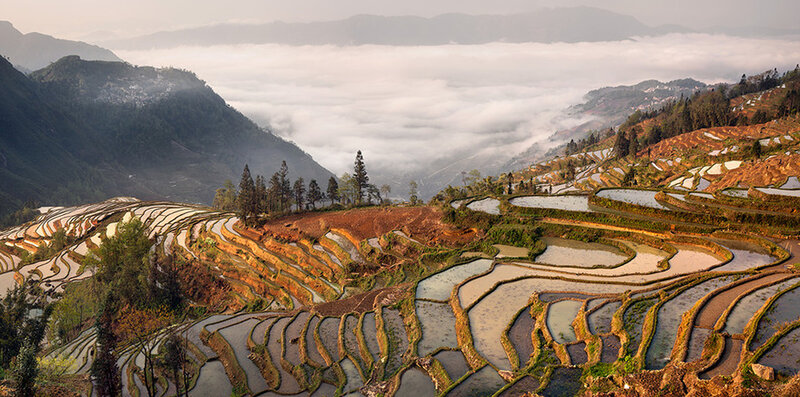 Terraced Rice Fields — Brown, Serene