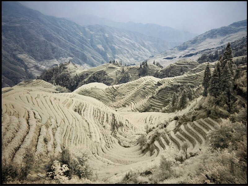 Terraced Rice Fields — Brown