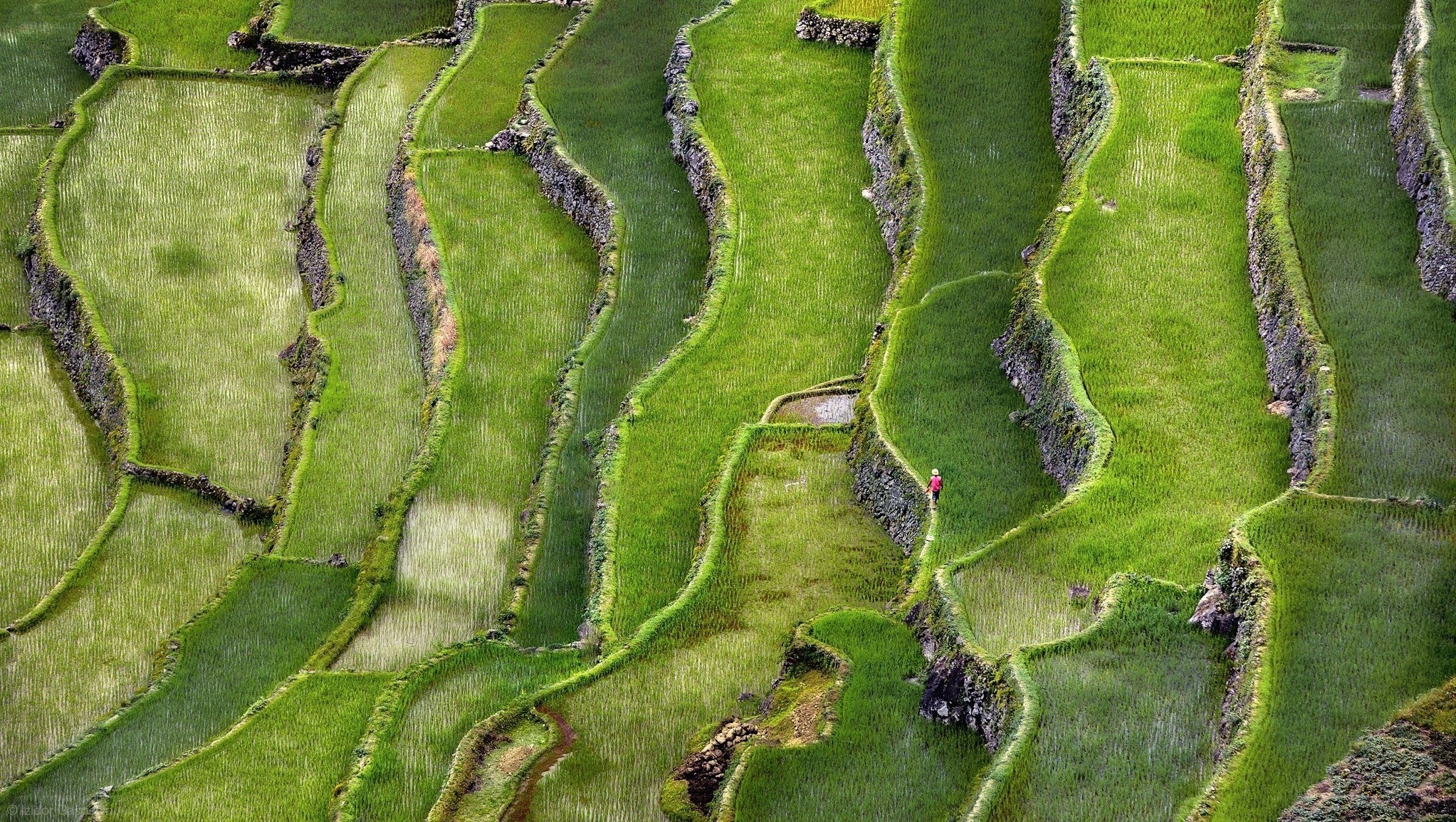 Terraced rice fields from above