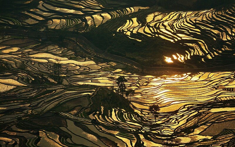 Terraced Rice Fields — Gold, Dramatic, Sunset