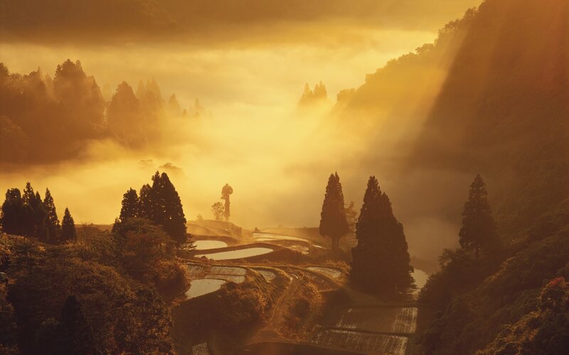 Terraced Rice Fields — Gold, Serene, Sunrise