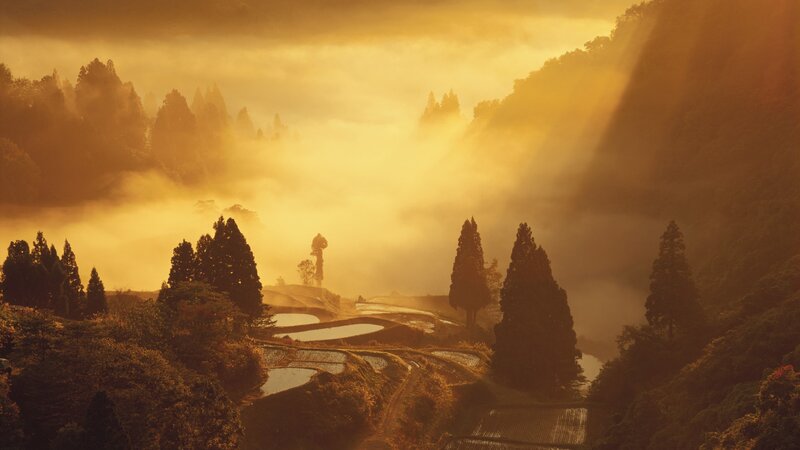 Terraced Rice Fields — Gold, Serene