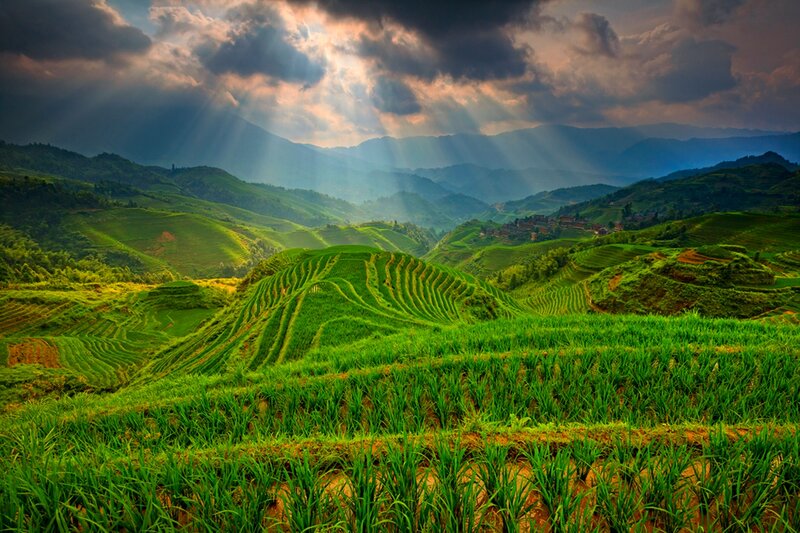 Terraced Rice Fields — Green, Dramatic, Afternoon, Photograph