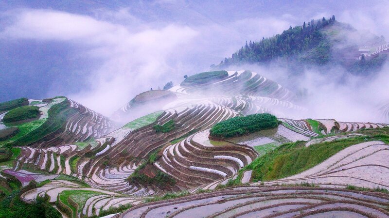 Terraced Rice Fields — Green, Misty, Morning, Photograph, Mountains, Fog