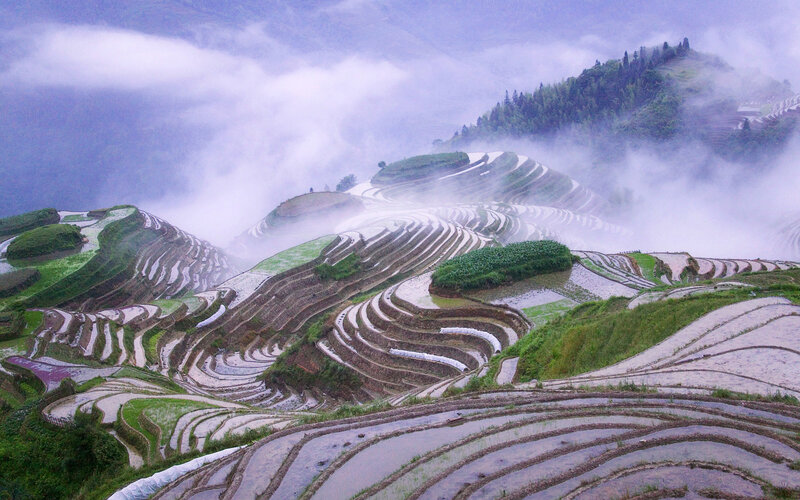 Terraced Rice Fields — Green, Misty, Morning, Photograph