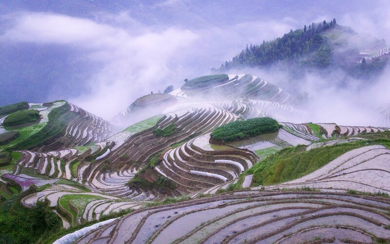 Terraced Rice Fields — Green, Misty, Morning