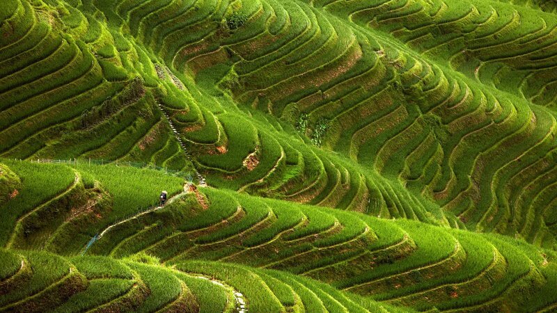 Terraced Rice Fields — Green, Serene, Afternoon, Photograph, Farmer, Path