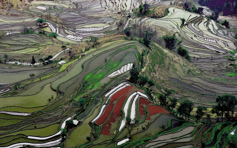 Terraced Rice Fields — Green, Serene, Afternoon, Photograph, Hills, Trees