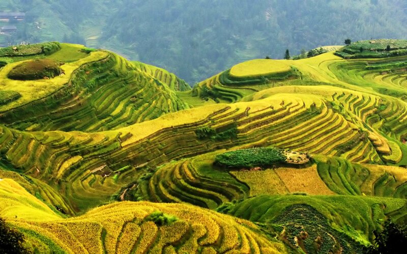 Terraced Rice Fields — Green, Serene, Afternoon, Photograph, Hills, Valley