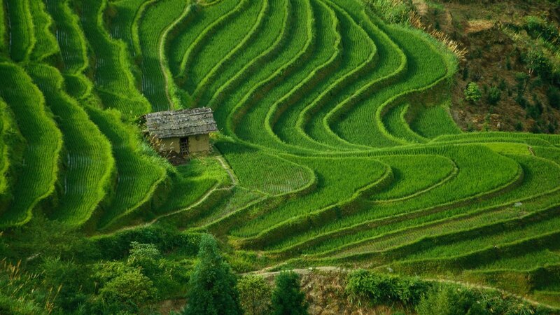 Terraced Rice Fields — Green, Serene, Afternoon, Photograph, Hut, Mountain