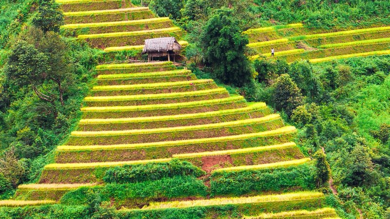 Terraced Rice Fields — Green, Serene, Afternoon, Photograph, Hut, Trees, Farmer