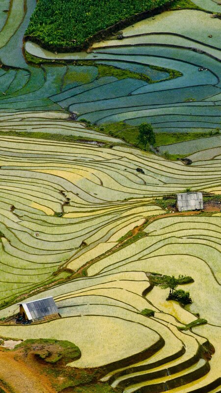 Terraced Rice Fields — Green, Serene, Afternoon, Photograph, Huts