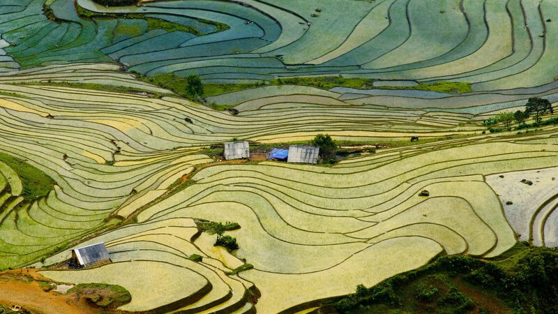 Terraced Rice Fields — Green, Serene, Afternoon, Photograph, Huts, Trees