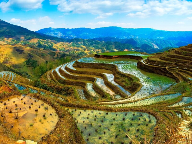 Terraced Rice Fields — Green, Serene, Afternoon, Photograph, Mountains, Rice Paddies