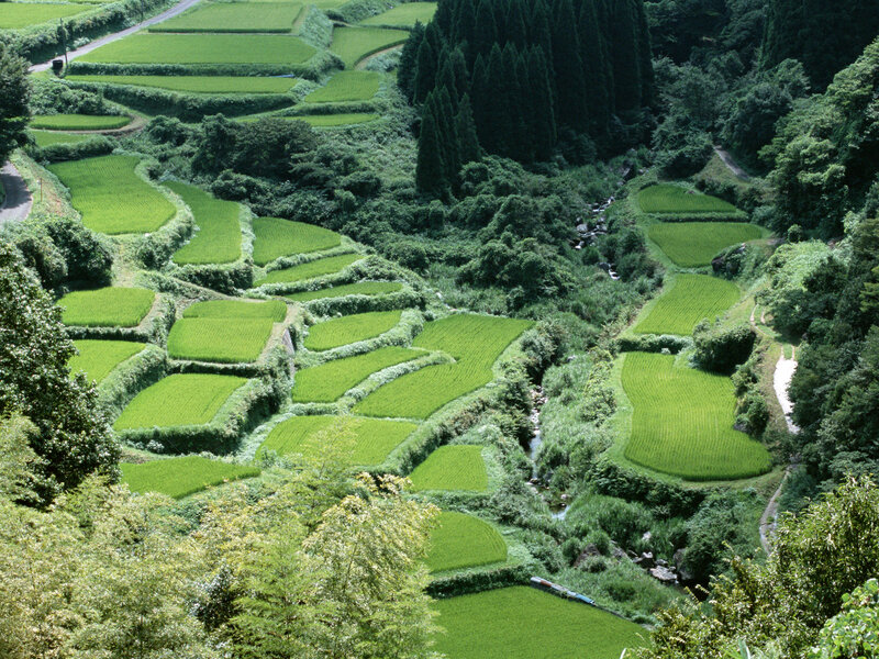 Terraced Rice Fields — Green, Serene, Afternoon, Photograph, River