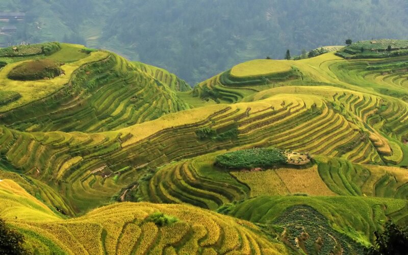 Terraced Rice Fields — Green, Serene, Afternoon, Photograph