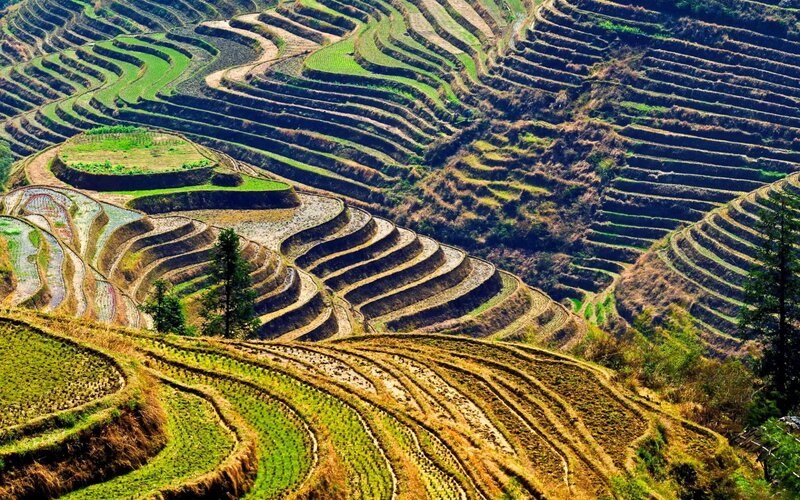 Terraced Rice Fields — Green, Serene, Afternoon, Photograph, Trees, Hills
