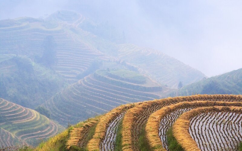 Terraced Rice Fields — Green, Serene, Morning, Photograph, Hills, Fog