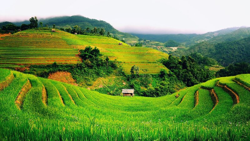 Terraced Rice Fields — Green, Serene, Morning, Photograph, Hills, Trees, Hut