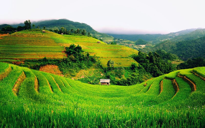 Terraced Rice Fields — Green, Serene, Morning, Photograph, Hills, Trees, Small Hut