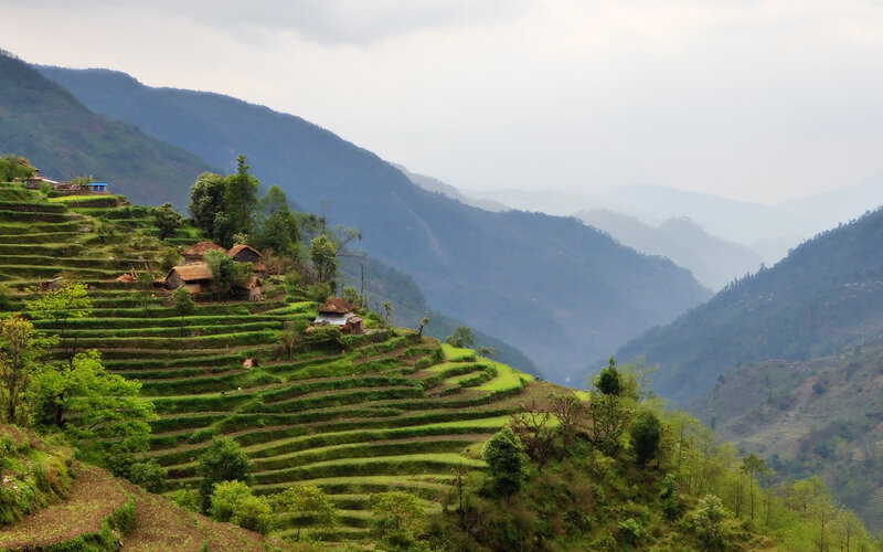 Terraced Rice Fields — Green, Serene, Morning, Photograph, Mountains, Village, Trees